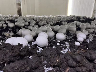 江都大橋 科技賦能蘑菇產(chǎn)業(yè)，智能種植與生物基材料研發(fā)引領(lǐng)綠色未來(lái)